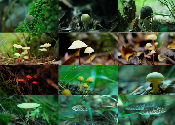 森林里的微生物菌毒蘑菇