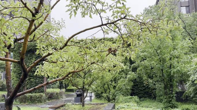 雨中的山楂树和一株小白花