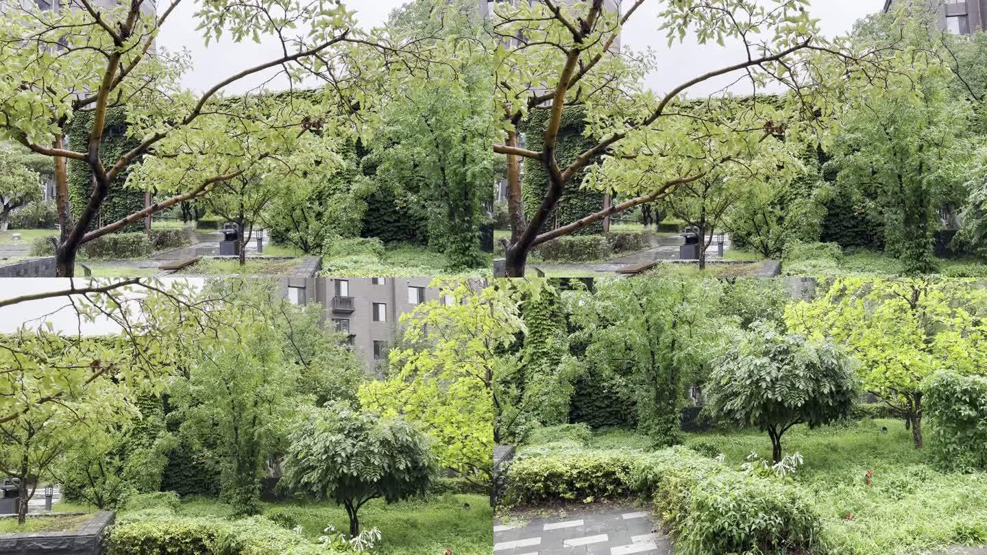 雨中的山楂树和一株小白花