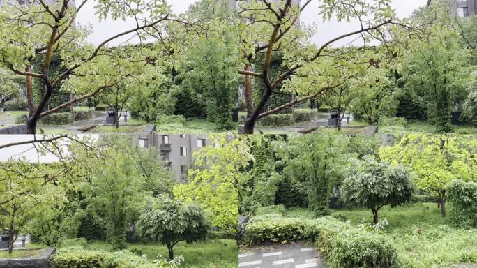 雨中的山楂树和一株小白花