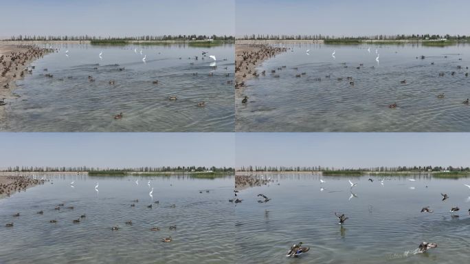 4k航拍湿地生态鹤 水鸭 自然生态