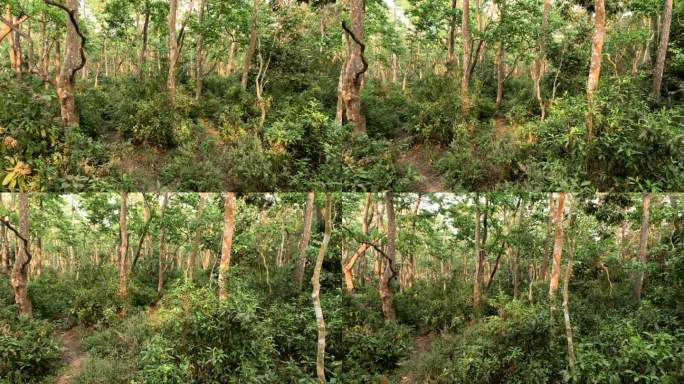 奇特旺国家森林公园，穿越热带的丛林