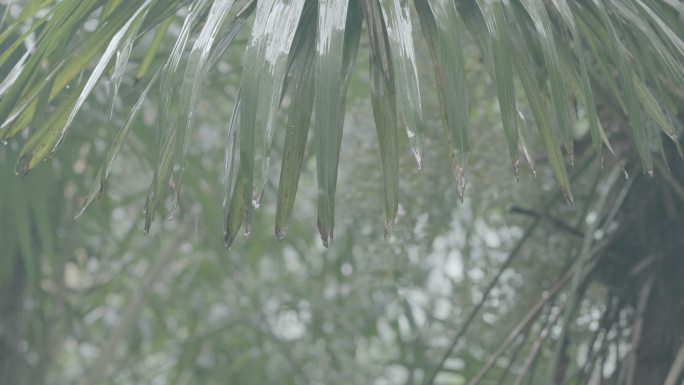 4k 水滴 植物 雨天 农村角落