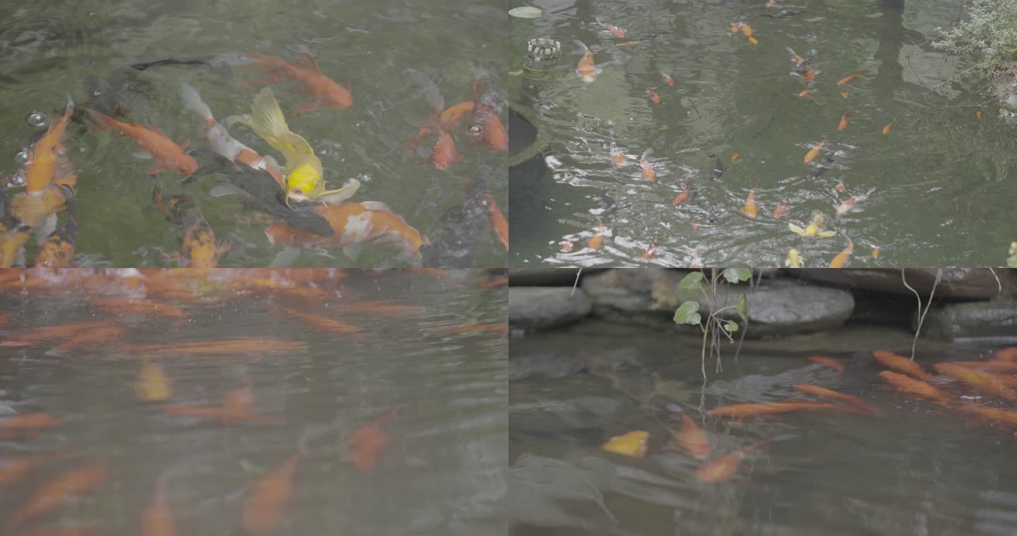 水池游动的金鱼+未调色
