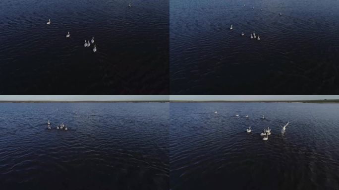 航拍内蒙古呼伦贝尔-戏水的大天鹅