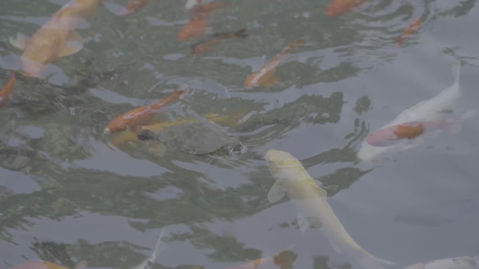 水池鲤鱼