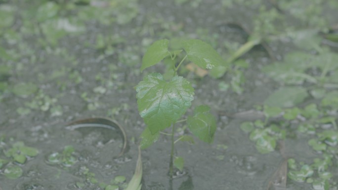 4k 下雨植物