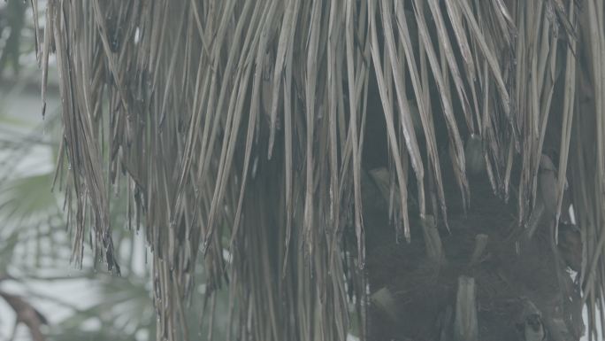 4k 下雨枯树植物