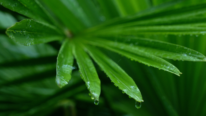 4k森林大自然流水风景雨打树叶雨滴