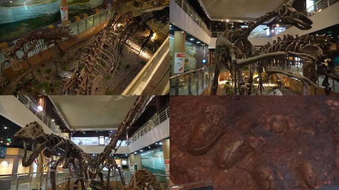 古动物馆 恐龙展池化石-SC0082