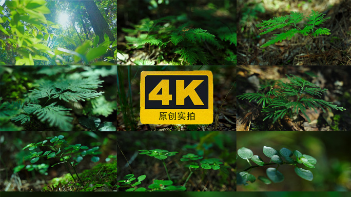 4K森林里的小植物
