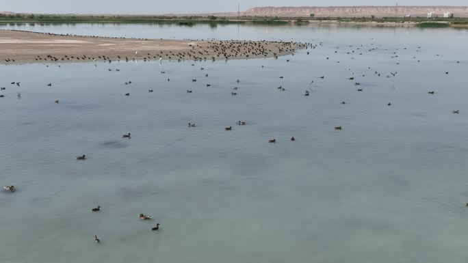 4k航拍湿地生态鹤 水鸭 自然生态