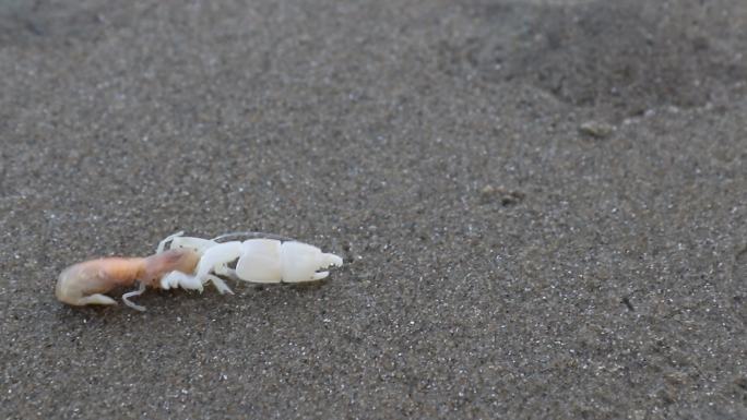 小龙虾拖着大钳子在沙滩上爬行