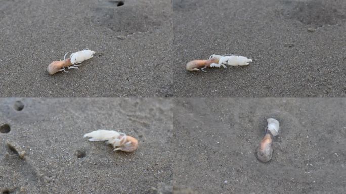 小龙虾拖着大钳子在沙滩上爬行