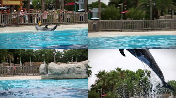 海豚摆造型跳跃摆烂慢动作升格