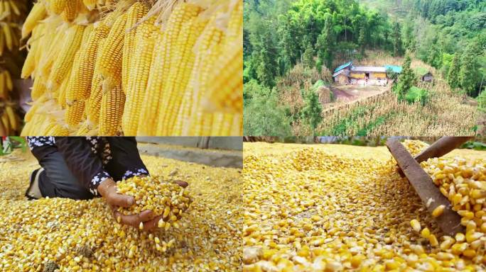 农民收玉米打玉米 玉米脱粒 丰收季丰收节