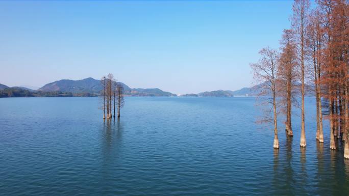 浙江余姚市四明湖水上红杉林一角