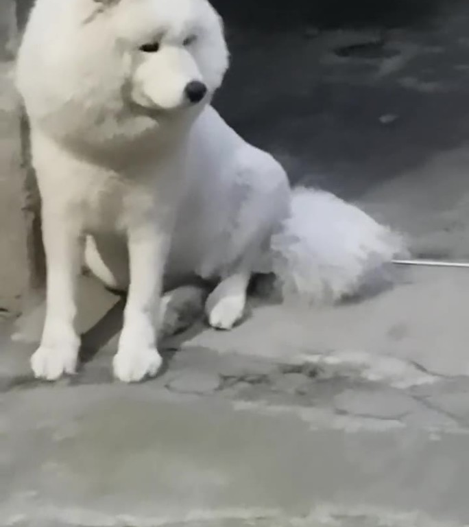 可爱的纯白色狗狗有点害羞
