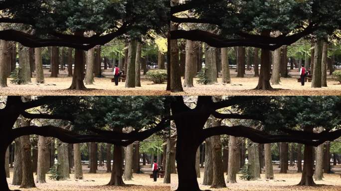 人与树