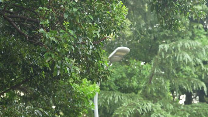 4k 雨水 雨后树林 晴天 路灯