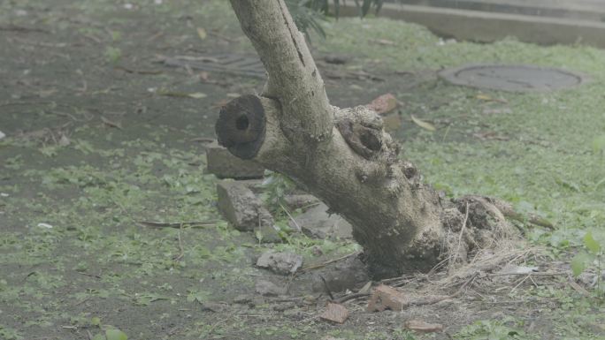 4k 下雨植物