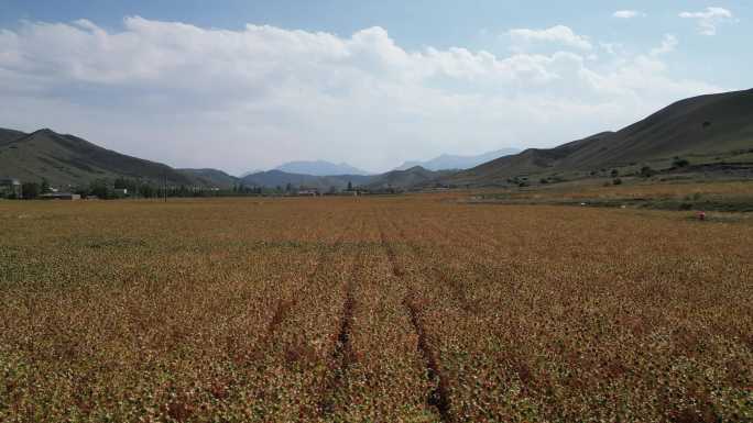 新疆农业   百里丹霞  菊花台