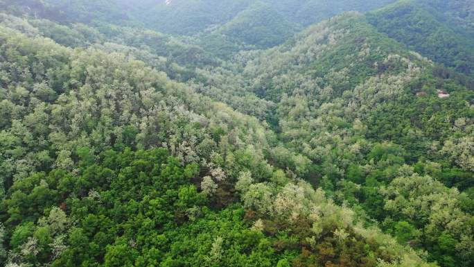 航拍山上槐花树