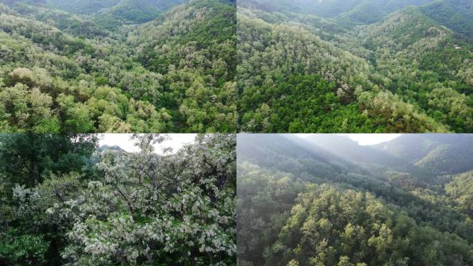 航拍山上槐花树