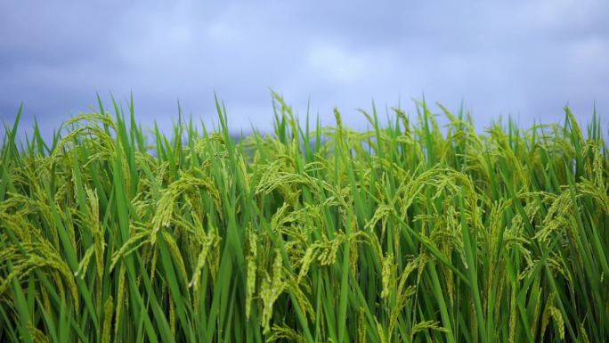 一片绿莹莹的稻田