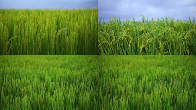 一片绿莹莹的稻田