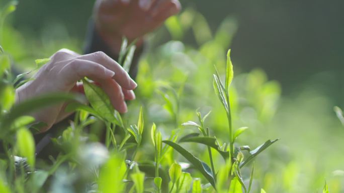 采茶 靖安白茶 绿茶