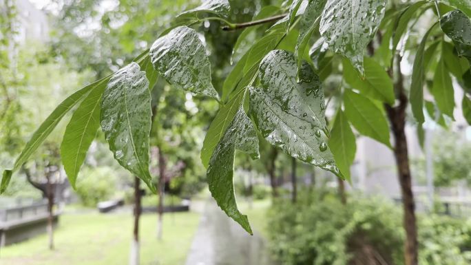 挂满雨滴的树叶