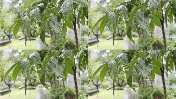 挂满雨滴的树叶