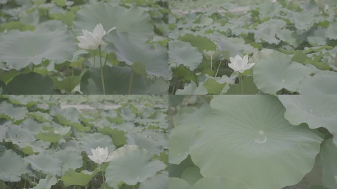 荷塘荷花荷叶荷花水珠水滴特写荷塘月色