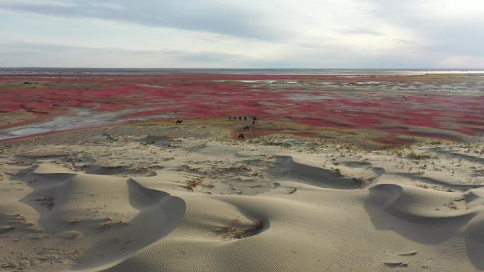 骆驼 沙漠 大漠 风光 红草地 沙漠风光