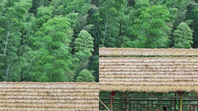 竹海竹林夏天乘凉航拍素材乡村振兴