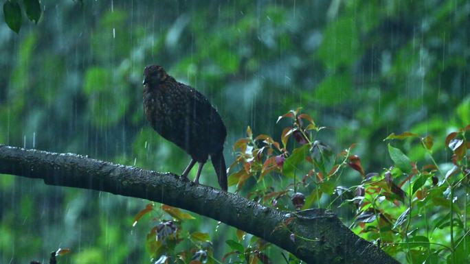 雨中红腹角雉