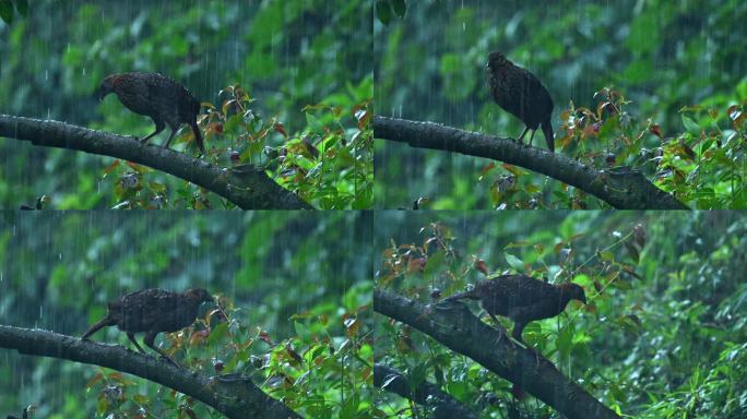 雨中红腹角雉