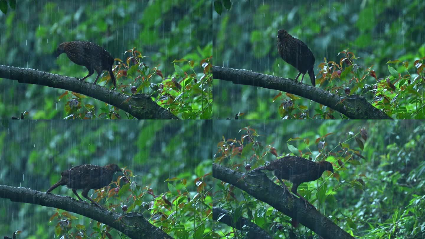 雨中红腹角雉