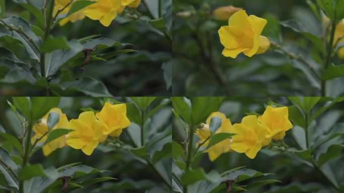 中药黄婵植物