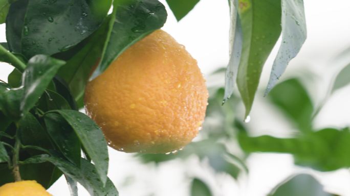 沾了雨水的橘子