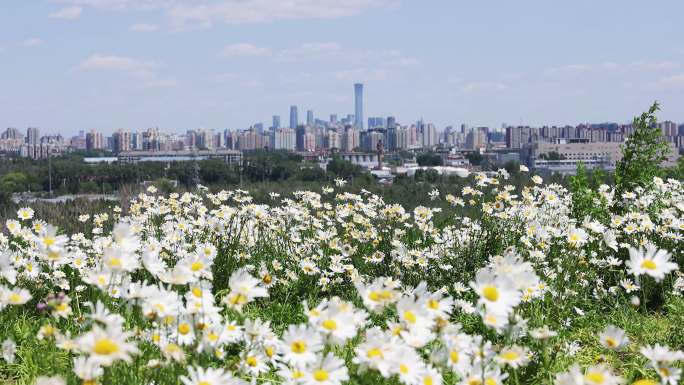 小雏菊花海和北京城市风光