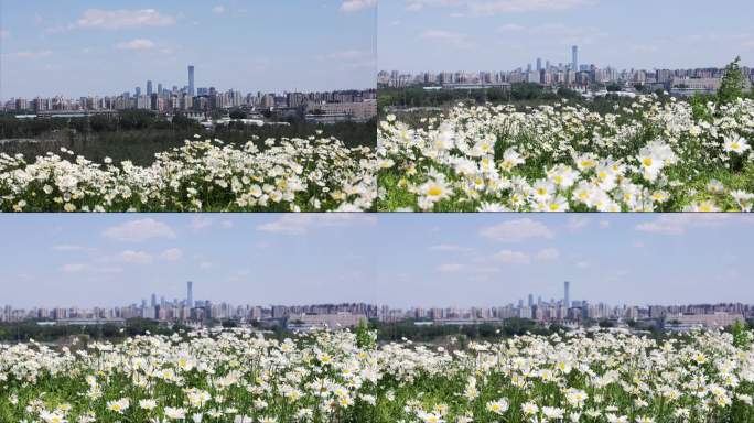 小雏菊花海和北京城市风光