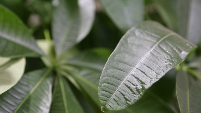 大盆热带绿植叶脉特写 纹路 自然 绿色