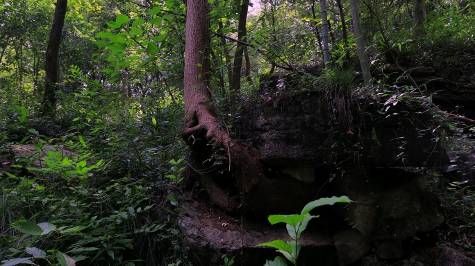 森林里的古树
