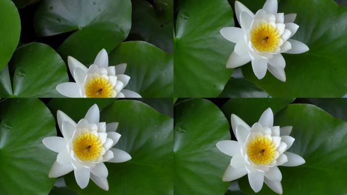 盛夏风景 美景风景 清新唯美 清新自然