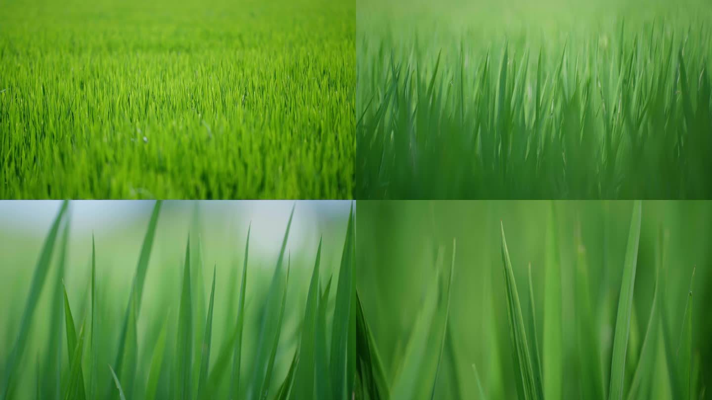 【升格】稻田稻谷稻子稻叶禾苗