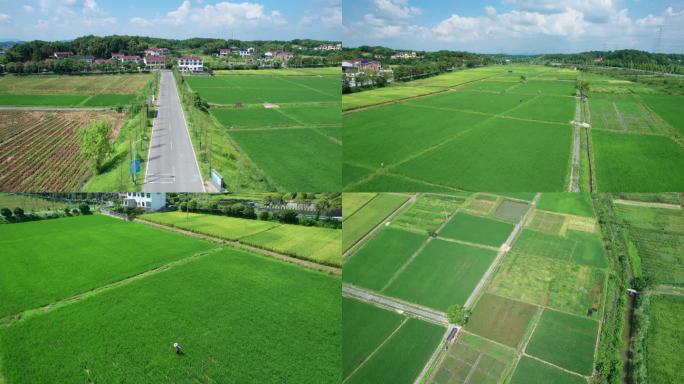 5.4K长沙县隆平稻作公园航拍空镜