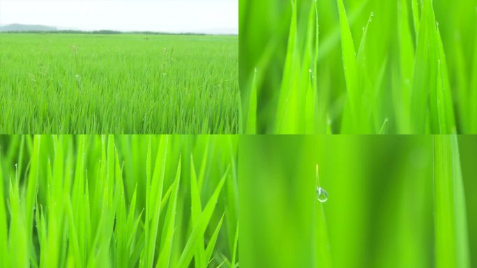 4k雨中稻田升格