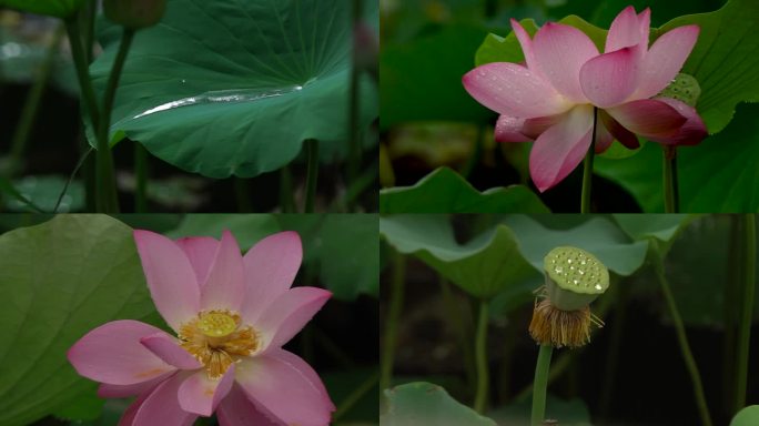 雨中荷花